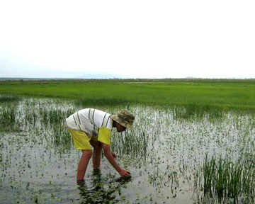 Cousin Catching Rice Paddy Crabs