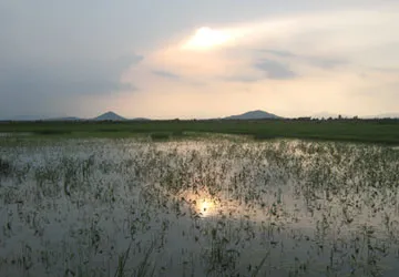 Rice Paddies and Mountain