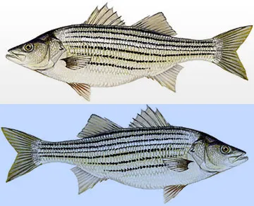 Striped Bass