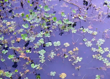 Water Clovers Lucky Field